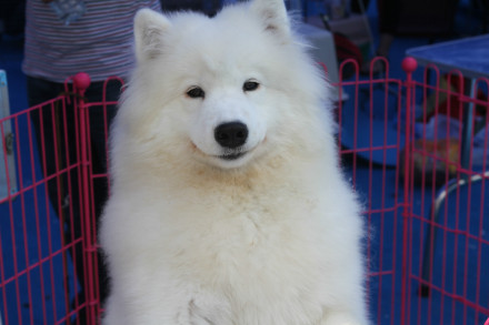 萨摩耶犬(西伯利亚的原住民萨摩耶族培育出的犬种)