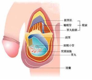 睾丸穿刺(提取睾丸组织进行检查睾丸有无生精功能)