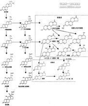 类固醇激素(一类四环脂肪倾烃化合物)
