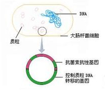 质粒(DNA分子)