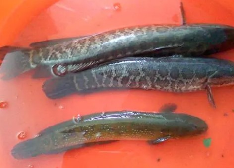 黑鱼(鲈形目鳢科动物)