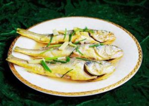 小黄鱼(经济鱼类)