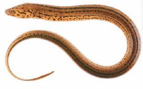 黄鳝鱼(合鳃鱼科黄鳝属动物)