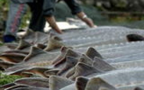 鲟鱼(硬骨鱼纲鲟形目动物)