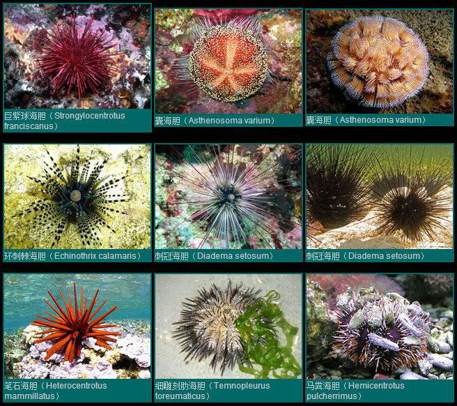 海胆(棘皮动物门海胆纲动物)