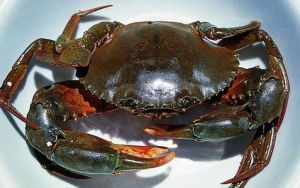青蟹(甲壳纲梭子蟹科动物)