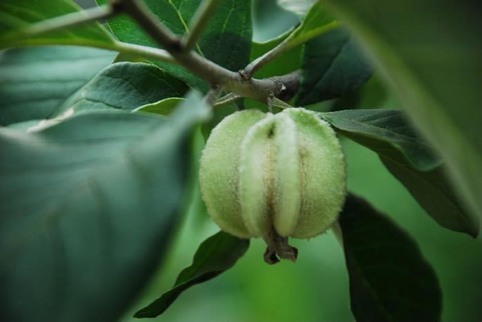 翅果油(胡颓子科胡颓子属植物)