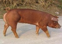 杜洛克(属瘦肉型肉用品种猪)
