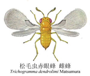 松毛虫赤眼蜂(赤眼蜂科赤眼蜂属的一个物种)
