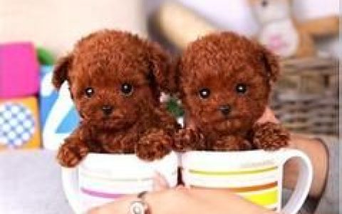 茶杯泰迪犬(小型泰迪犬)