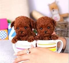 茶杯泰迪犬(小型泰迪犬)