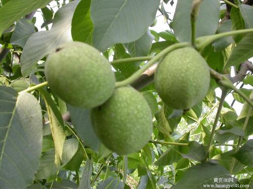 核桃苗(胡桃属植物)