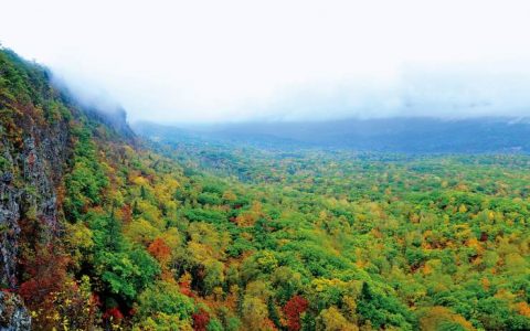 东北虎(猫科动物)