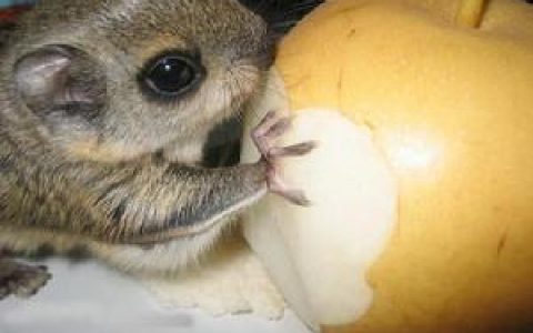 鼯鼠(脊索动物)