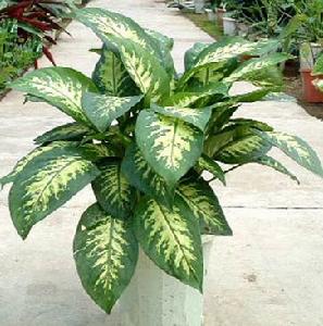 万年青(多年生常绿草本植物)