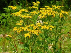 千里光(菊科千里光属植物)