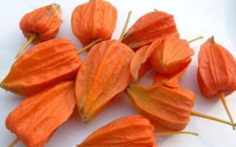 金灯果(茄科酸浆属植物)