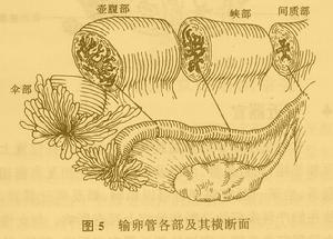 输卵管(女性生殖器官)