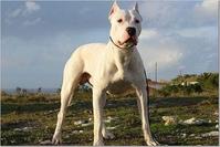 狩猎犬(古老犬种之一)