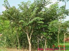 大黑枣(柿科植物君迁子的果实)