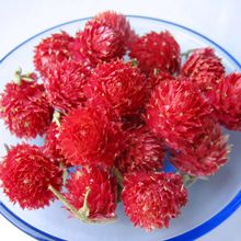 红巧梅(双子叶植物)