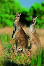 kangaroo(原产于澳大利亚大陆等地区的袋鼠)