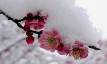 冬梅(蔷薇科梅)