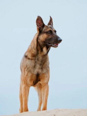 神犬奇兵(2014年谷锦云、王小列执导的电视剧)