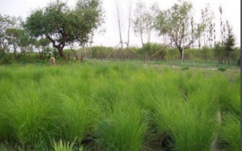 乌拉草(莎草科薹草属植物)