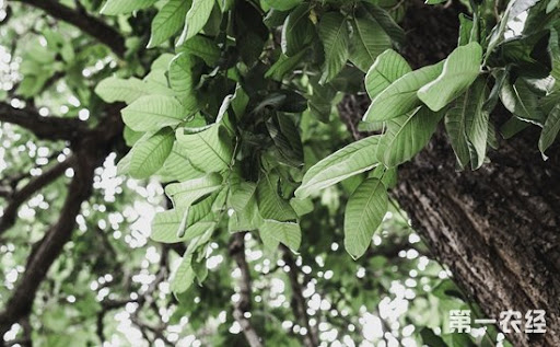 娑罗树(龙脑香科娑罗双属植物)