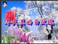 冬天里的白玫瑰(伤感流行歌曲)