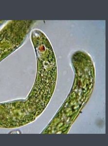 眼虫(原生生物界生物)