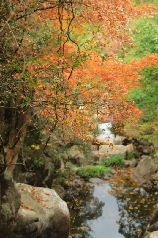 厦门流枫溪(厦门同安汀溪镇造水村溪流)