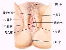 生殖器(生物体产生生殖细胞用来繁殖后代的器官)