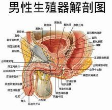 男性生殖器(男性生殖系统)