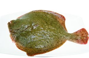 多宝鱼(低温经济鱼种之一)