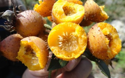 野刺梨(蔷薇科落叶灌木植物)