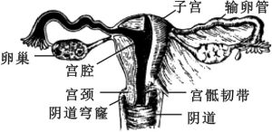 白带豆腐渣状(霉菌性阴道炎)