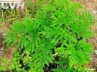 白芷粉(发散风寒药物)