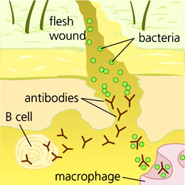 体液免疫(生物学专有名词)