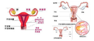 子宫疾病(子宫区域发生的各种病变)