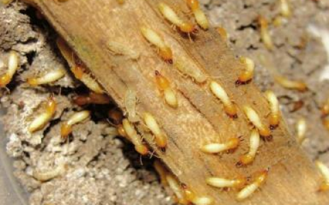 白蚁防治方法(防治白蚁)