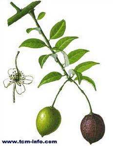 马槟榔(山柑科山柑属植物)