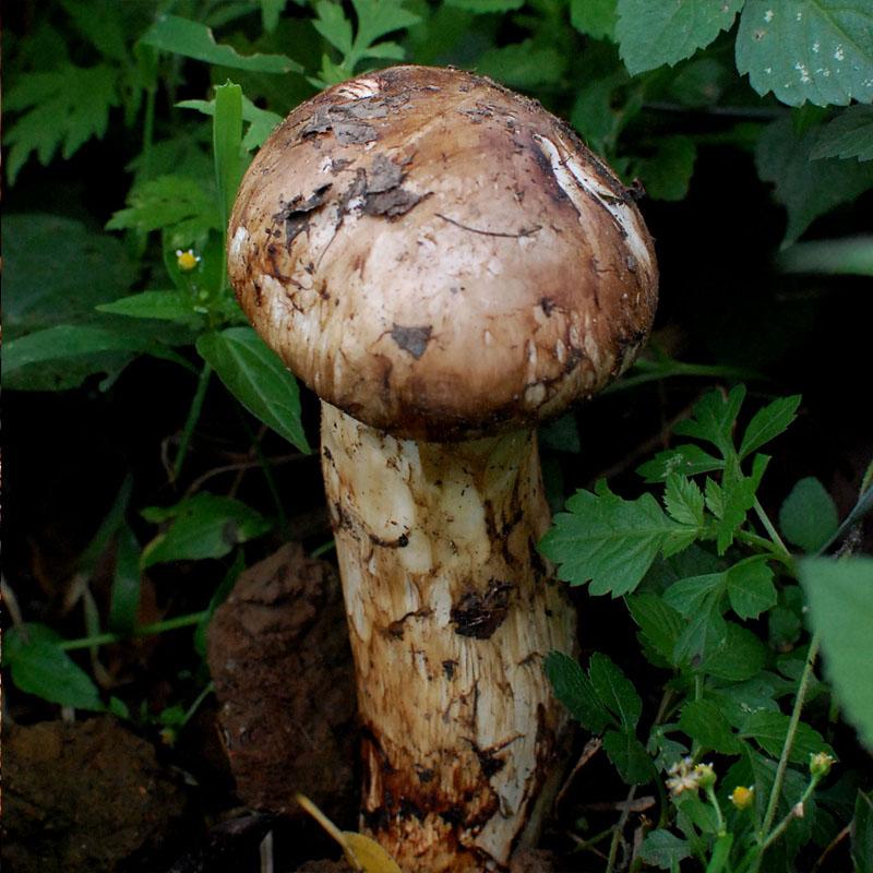 松茸菌(纯天然珍贵食用菌)