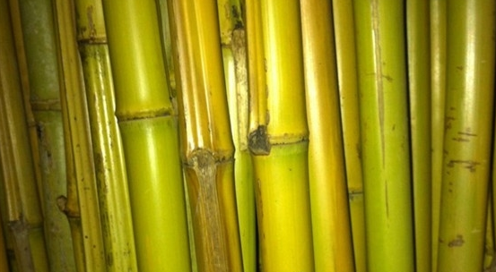 白竹(禾本科箭竹属植物)