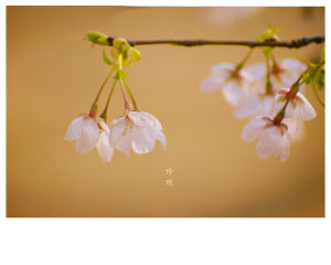 玲珑(汉语词语)