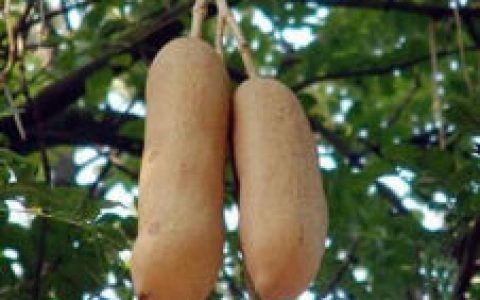 香肠树(紫葳科的一种植物)