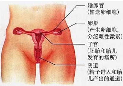 女性生殖系统(生殖器官)