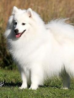 狐狸犬(犬科犬属动物)