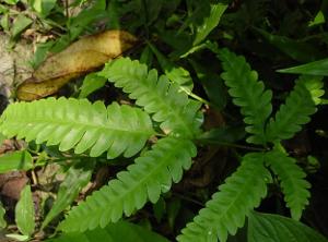 狗脊(大型草本蕨类植物)